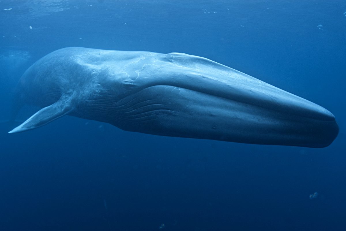 Antarctic Blue Whale and Krill Voyage - MaREI