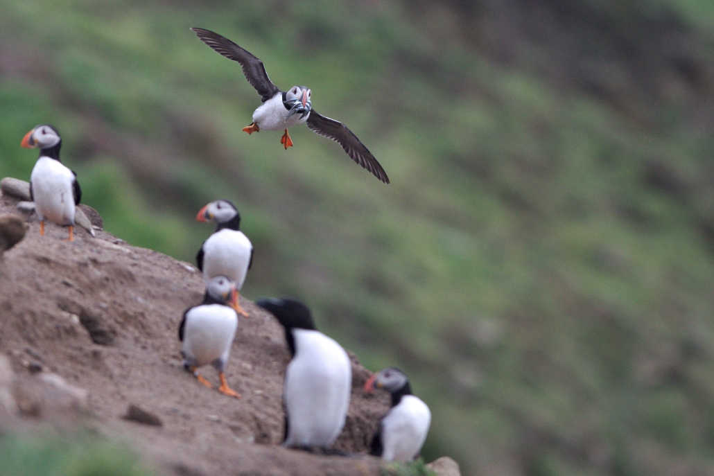 the-development-of-robust-predictors-of-seabird-behaviour-whilst-at-sea