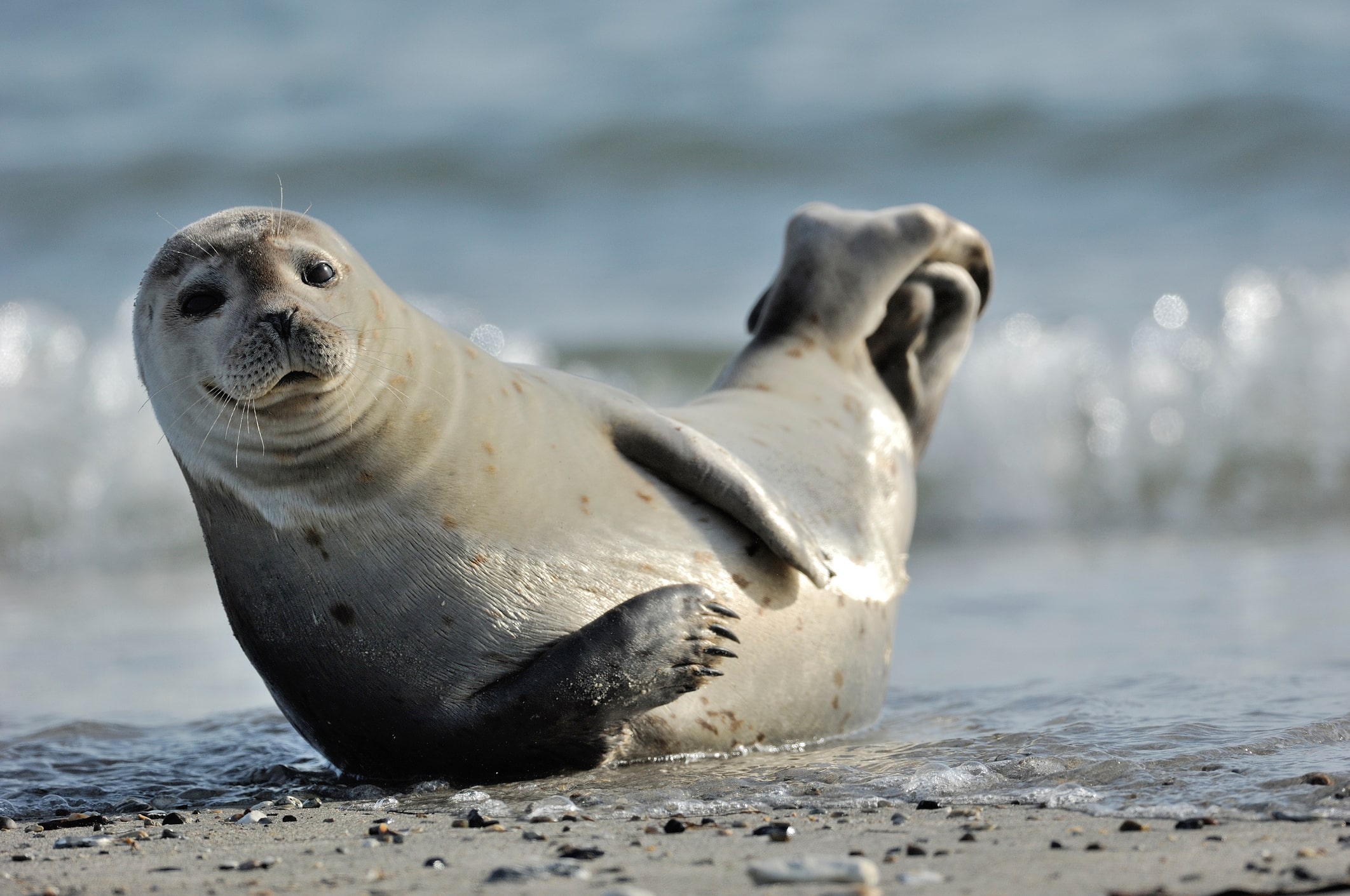 Seal's. Обыкновенный тюлень (phoca vitulina). Моржи тюлени морские котики. Белек Каспийского тюленя. Безухие тюлени.